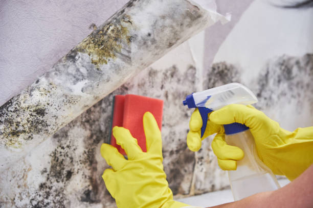 Mold Remediation for Rental Properties in Potomac Park, CA